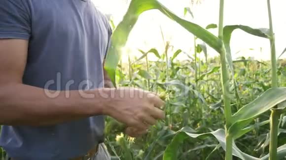 青年农民有机农田玉米芯的生长状况视频的预览图