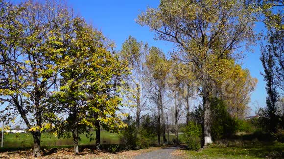 穿着绿松石毛衣的女人走在乡间的路上秋季景观视频的预览图