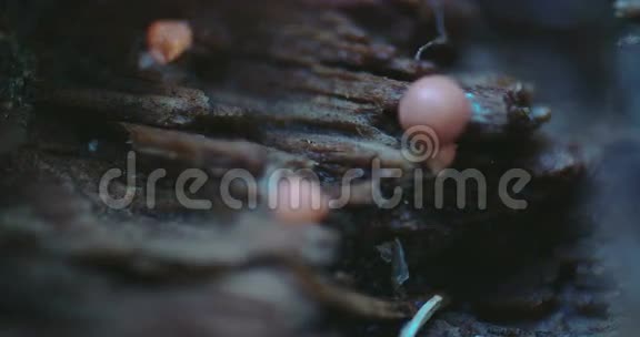 树干内生长的一种腹股沟黏液视频的预览图