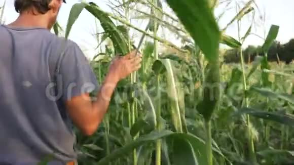 青年农民有机农田玉米芯的生长状况视频的预览图