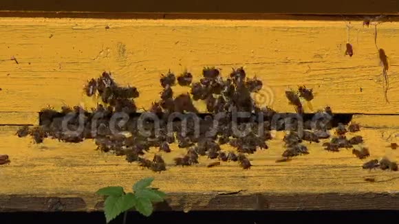 五颜六色的蜜蜂蜂箱在草地上的农村苹果树花园放大4K视频的预览图