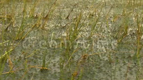 国家沼泽保护区的水厂秋天的白天光滑的娃娃射击视频的预览图