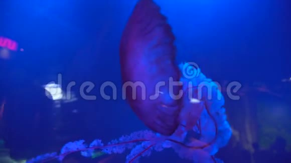 美丽迷人的水母在蓝水中游动视频的预览图