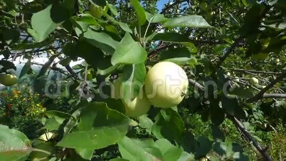 绿苹果在模糊的背景叶子上视频的预览图
