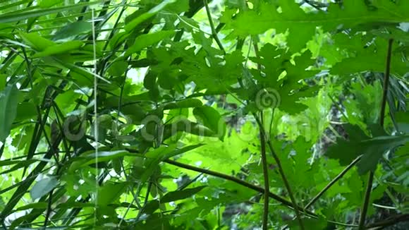 热带树叶背景植物园的叶子视频的预览图