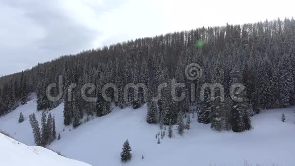 雪山森林视频的预览图