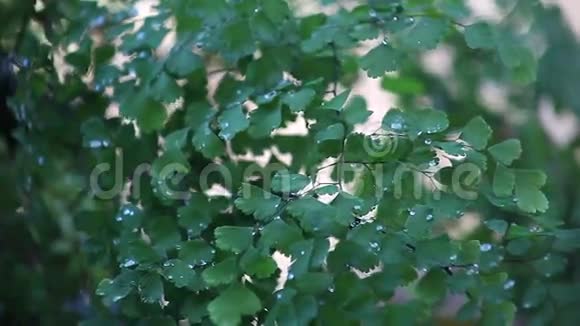 有雨滴的蕨类植物视频的预览图