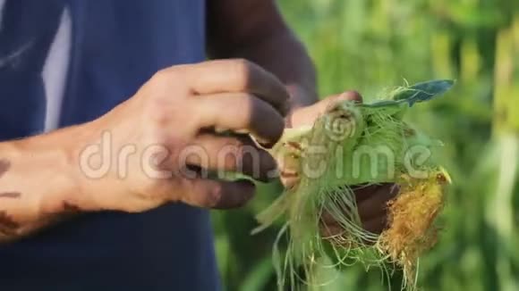 农民在有机农场检查甜玉米的害虫视频的预览图