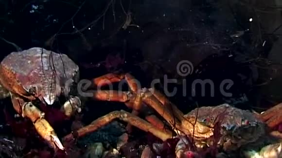 俄罗斯白海海底靠近摄像机的蟹黄在水下接近视频的预览图