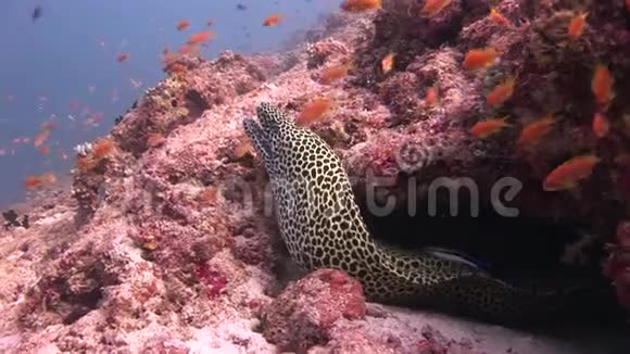 马尔代夫海中鱼背景上的海鳗豹色视频的预览图