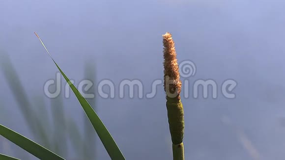 大芦苇或芦苇斑疹伤寒花粉从植物释放在诺曼底池塘视频的预览图