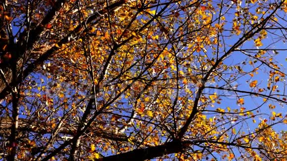 树梢秋风萧萧的树叶视频的预览图
