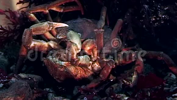俄罗斯白海海底靠近摄像机的蟹黄在水下接近视频的预览图