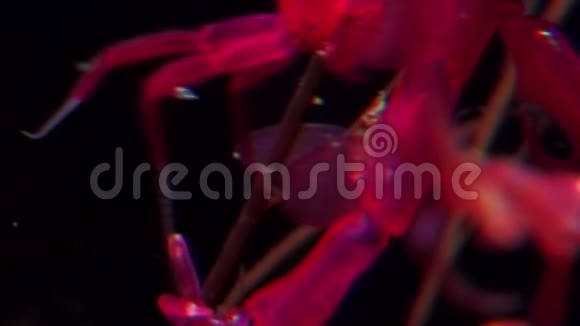 白海海底黑色背景下的骷髅红海山羊角视频的预览图