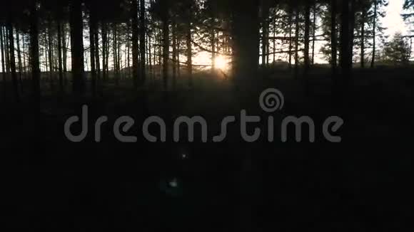 日落或日出时的稳定跟踪拍摄在黑暗森林中的树木中闪耀视频的预览图