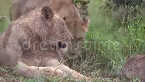 雄性和雌性狮子视频的预览图