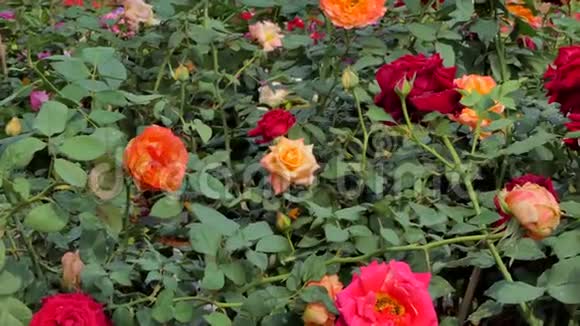 橙色玫瑰在花田里开花视频的预览图