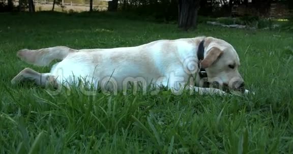 白色拉布拉多躺在草地上试图得到一个玩具4KFS700奥德赛7Q视频的预览图