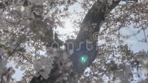 春天的花树阳光自然的灯光视频的预览图