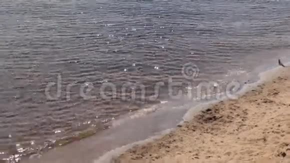 夏日有亮点和黄沙的河水视频的预览图