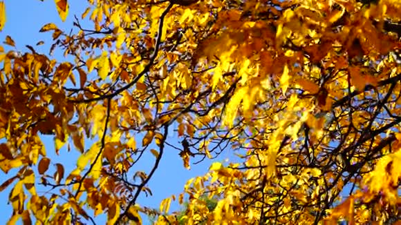 十月阳光下风中的核桃小枝树叶掉下来视频的预览图
