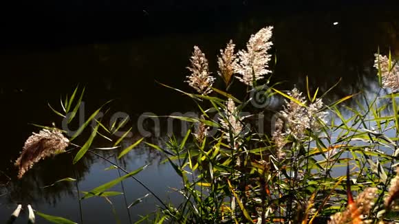 有芦苇的湖景蜘蛛网的一缕十月的阳光和声音视频的预览图