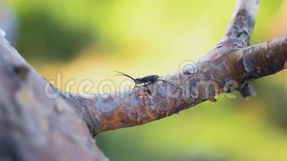 黑色的虫子长胡子坐在树枝上夏日阳光明媚昆虫大自然视频的预览图