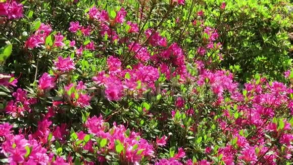 粉红色杜鹃花灌木在公园景观视频的预览图