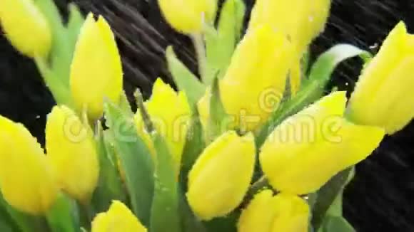 黄色郁金香在大雨中旋转视频的预览图