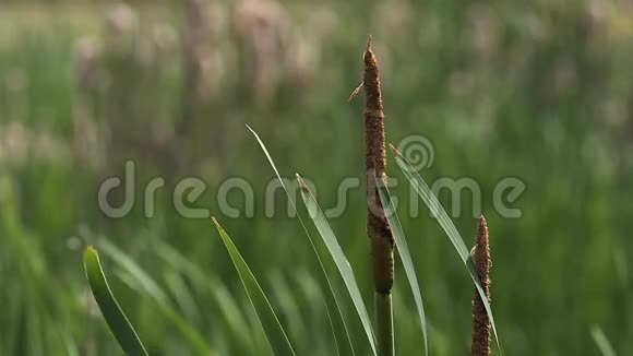 大芦苇或芦苇斑疹伤寒花粉从植物释放在诺曼底池塘视频的预览图