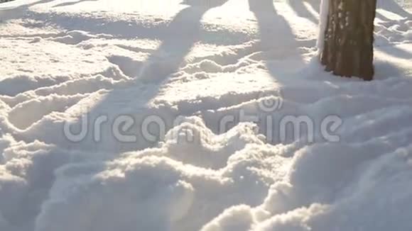 冬林日落全景高清视频的预览图