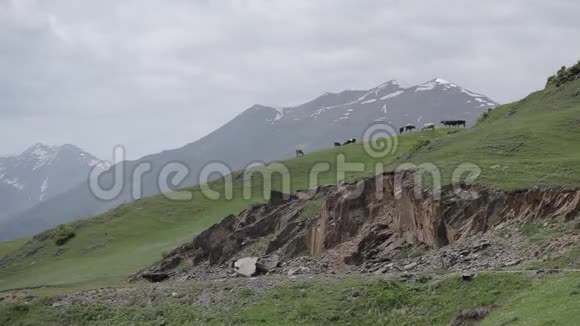 格鲁吉亚高加索山脉的一群牛视频的预览图