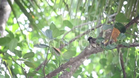 印度啄木鸟栖息在树上视频的预览图