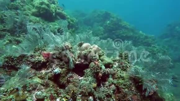 鱼和珊瑚礁珊瑚礁上的热带鱼有珊瑚和热带的奇妙美丽的水下世界视频的预览图