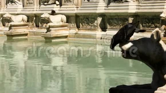 意大利锡耶纳方特盖亚的鸽子为喝酒打架视频的预览图