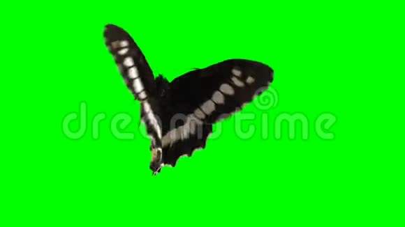 绿屏上的蝴蝶视频的预览图