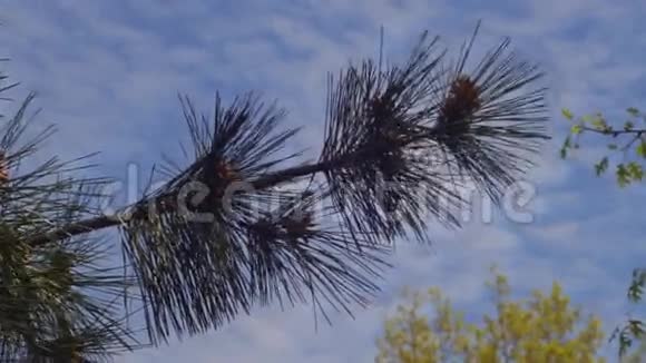 天空背景上的云杉枝女巫锥全高清视频的预览图