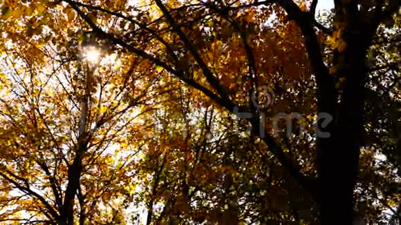 秋天的下午在公园里在十月的风里有金色叶子的树镜头耀斑和声音视频的预览图