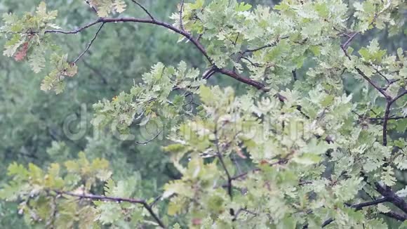 秋天的风景秋天的背景落叶橡树叶抽象的自然背景有限的景深有空间给泰克斯视频的预览图