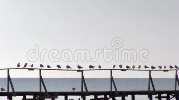 码头栏杆上休息海鸥一艘船系泊冥想的地方视频的预览图