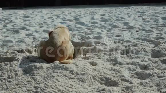 有趣的狗在海滩上挖洞视频的预览图