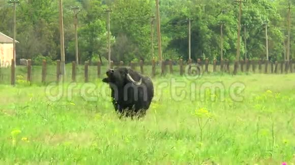 农场附近荒野中的黑牛视频的预览图