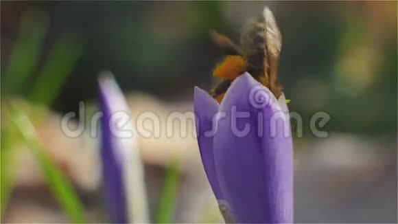 在紫罗兰花中采集花粉和花蜜的蜜蜂视频的预览图