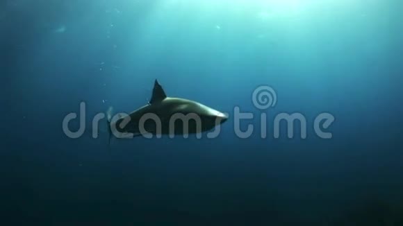 在海水中寻找食物的灰礁鲨视频的预览图