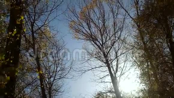 秋天的树在风中视频的预览图