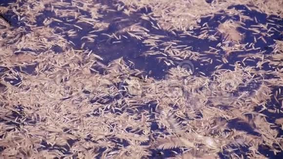水杉叶片漂浮在波光粼粼的湖面上粉末碎屑视频的预览图