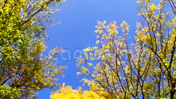 在公园阳光明媚的日子里令人惊叹的树冠倾斜下来蓝天视频的预览图