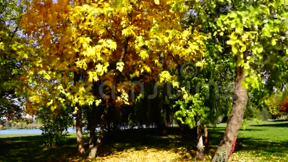 在阳光明媚的秋日里树枝迎风飘扬蓝天飘扬视频的预览图