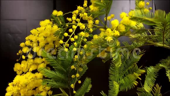 生长的黄色含羞草花的时间推移视频的预览图