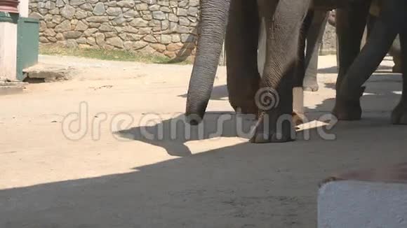 一群大象在街上走着靠近大象的爪子低视角视频的预览图